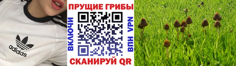 наркошоп  Алатырь  Псилоцибиновые грибы прущие грибы 